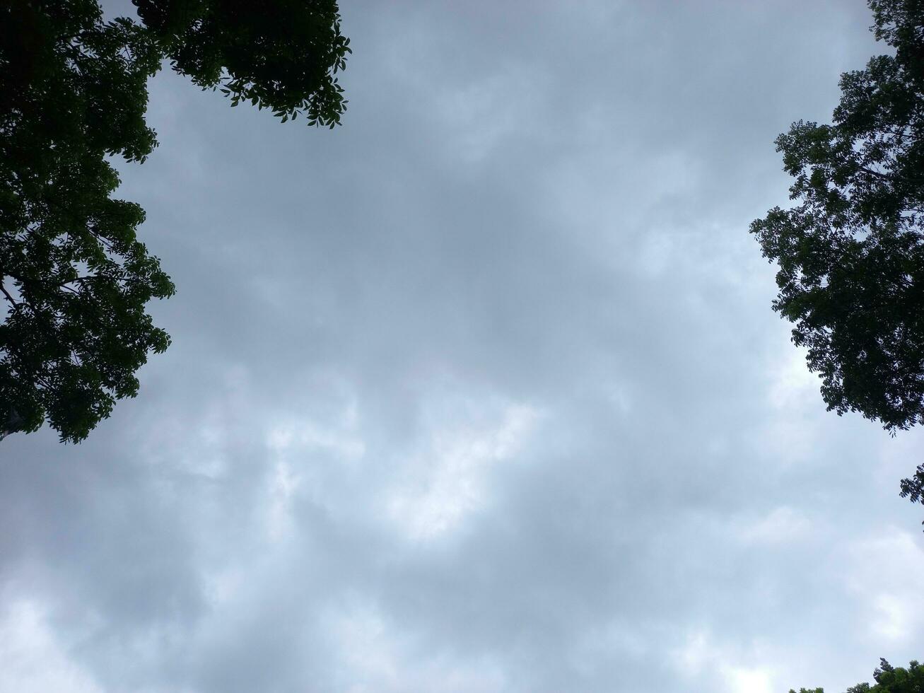 Cloudy sky with tall tree landscape from below.  Blue sky with grey clouds. photo