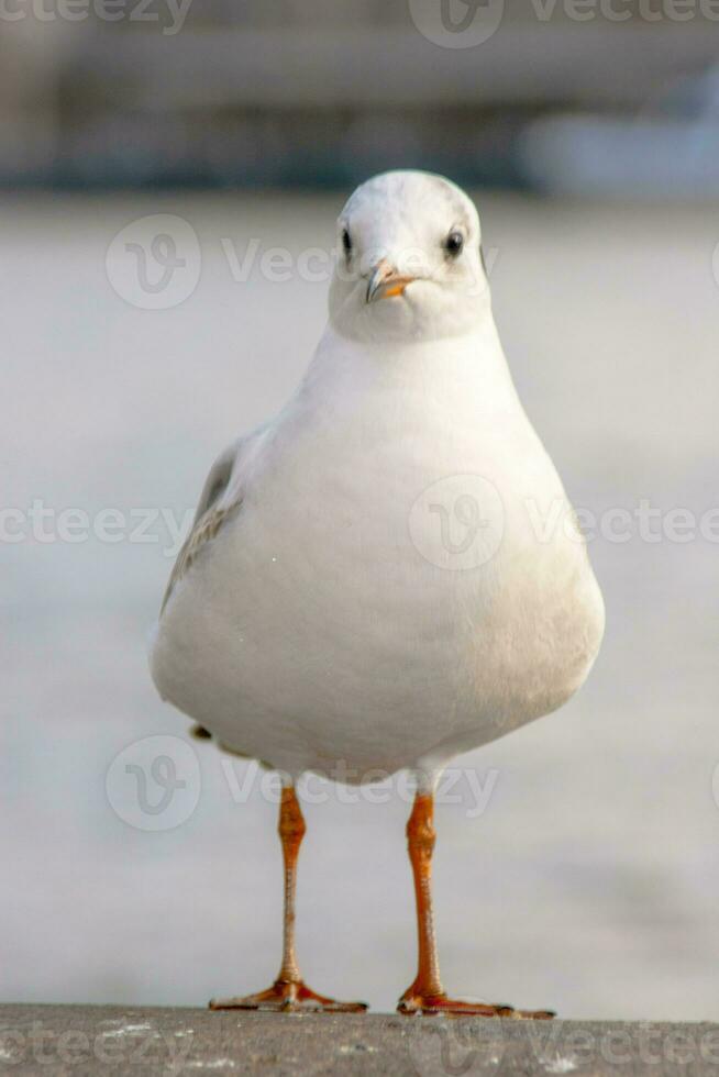 Gaviota pájaro o ave marina en pie pies en el Támesis río banco en Londres, cerca arriba ver de blanco gris pájaro Gaviota foto