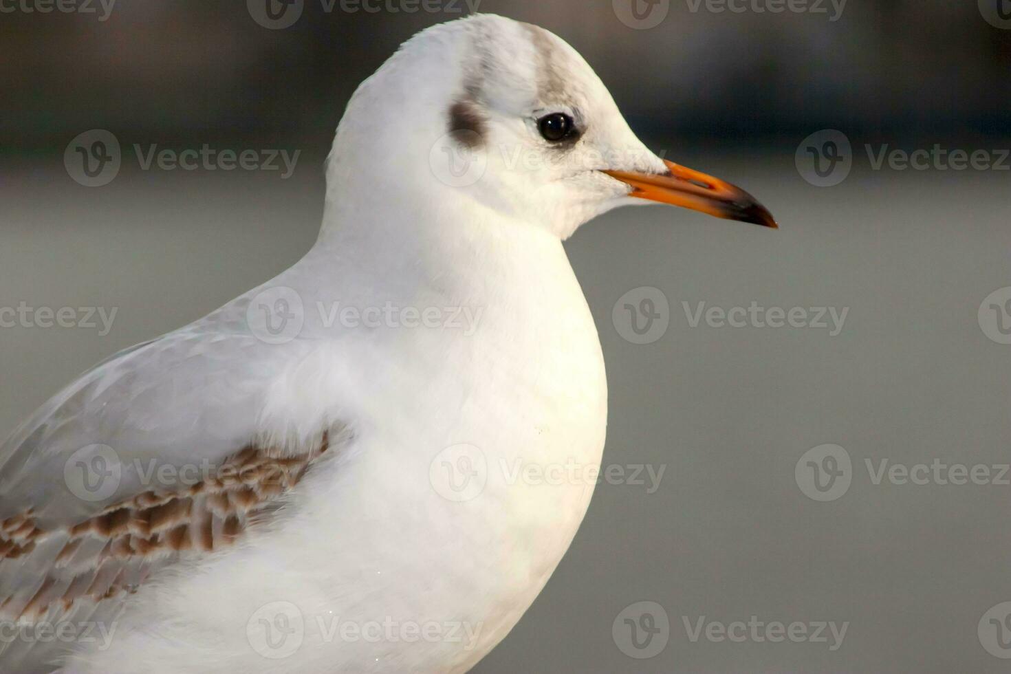 Gaviota pájaro o ave marina en pie pies en el Támesis río banco en Londres, cerca arriba ver de blanco gris pájaro Gaviota foto