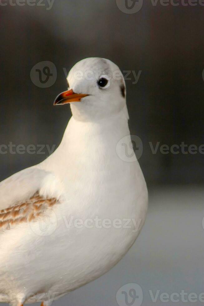 Seagull bird or seabird standing feet on the thames river bank in London, Close up view of white gray bird seagull photo