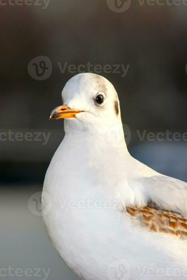 Seagull bird or seabird standing feet on the thames river bank in London, Close up view of white gray bird seagull photo