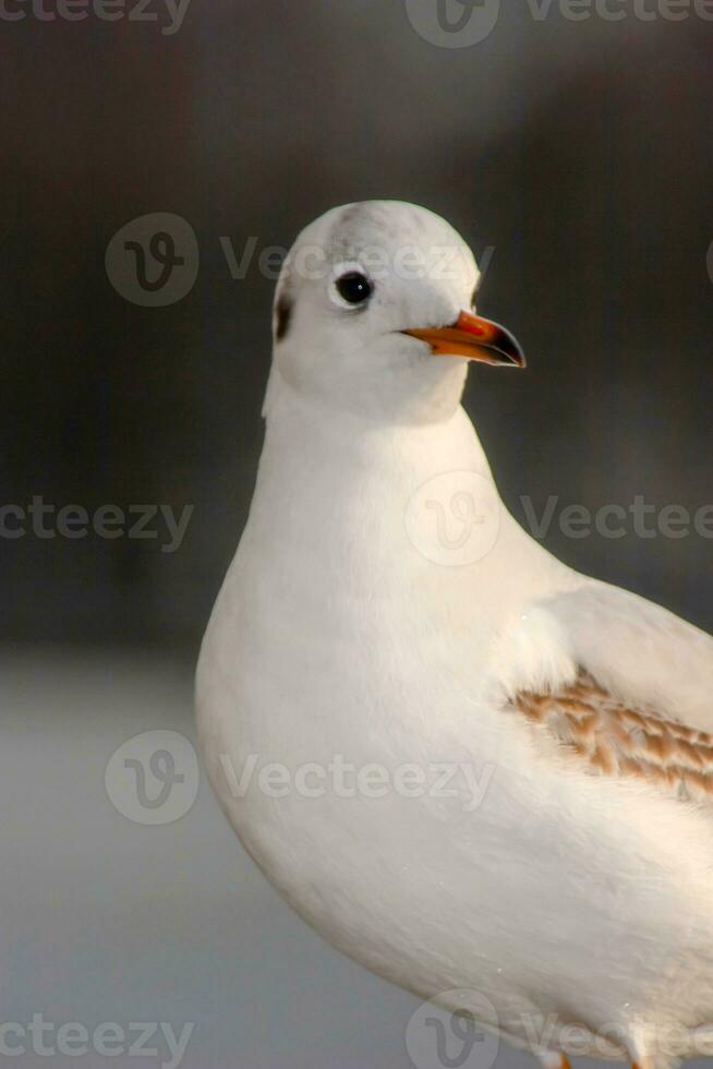 Seagull bird or seabird standing feet on the thames river bank in London, Close up view of white gray bird seagull photo