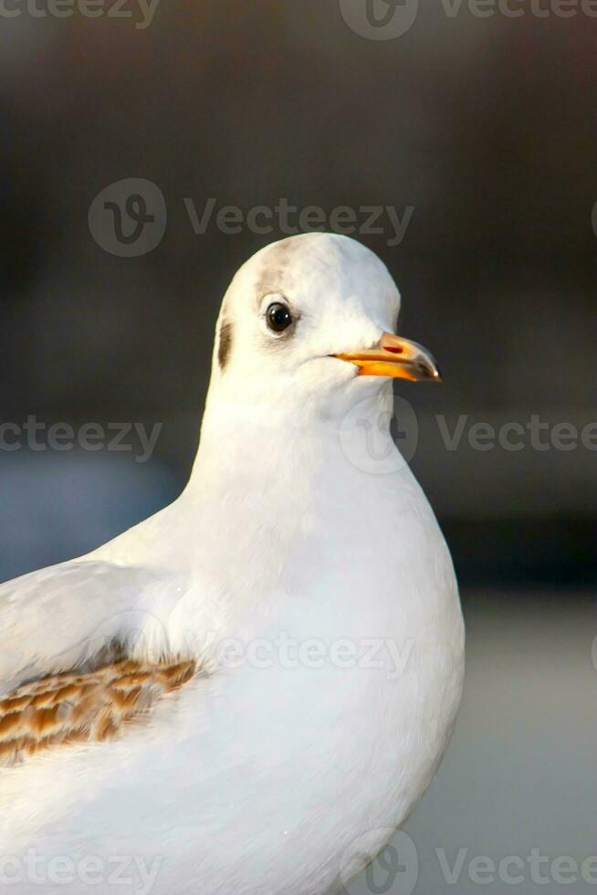 Seagull bird or seabird standing feet on the thames river bank in London, Close up view of white gray bird seagull photo