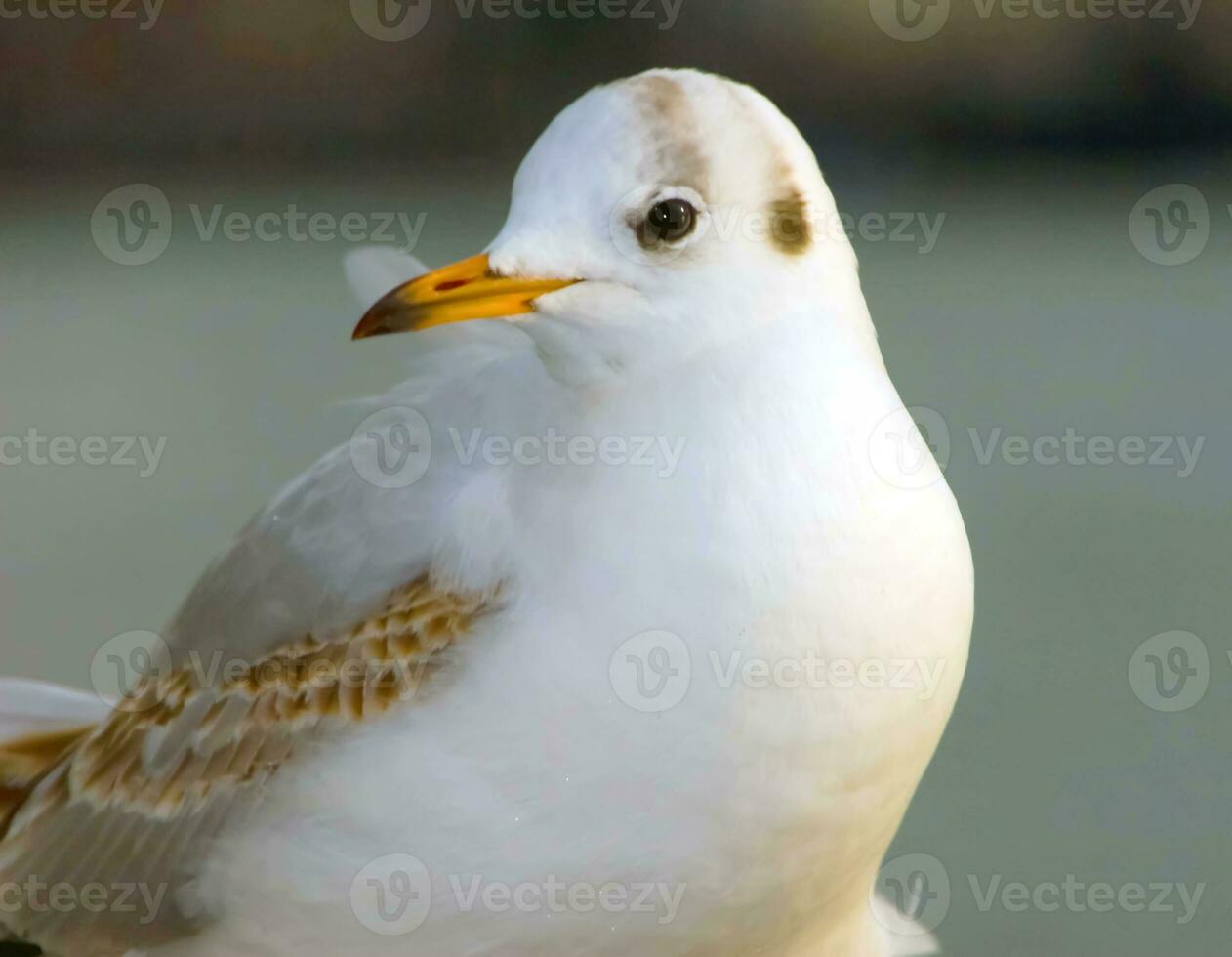 Seagull bird or seabird standing feet on the thames river bank in London, Close up view of white gray bird seagull photo