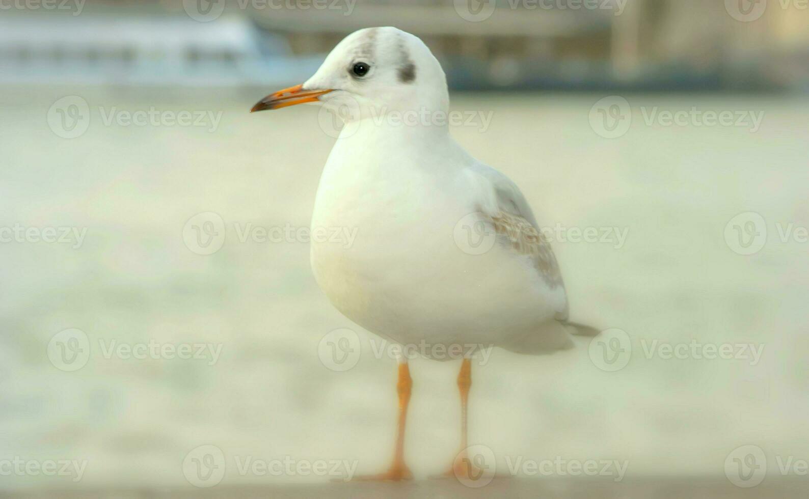 Seagull bird or seabird standing feet on the thames river bank in London, Close up view of white gray bird seagull photo