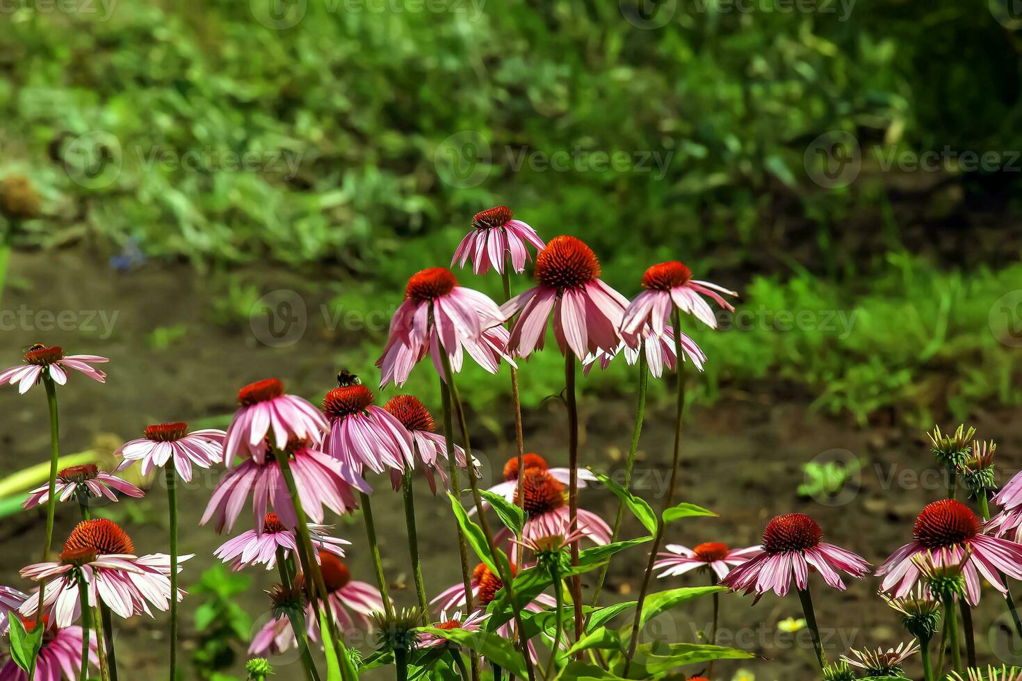 Echinacea purpurea. A classic North American prairie plant with showy large flowers. photo