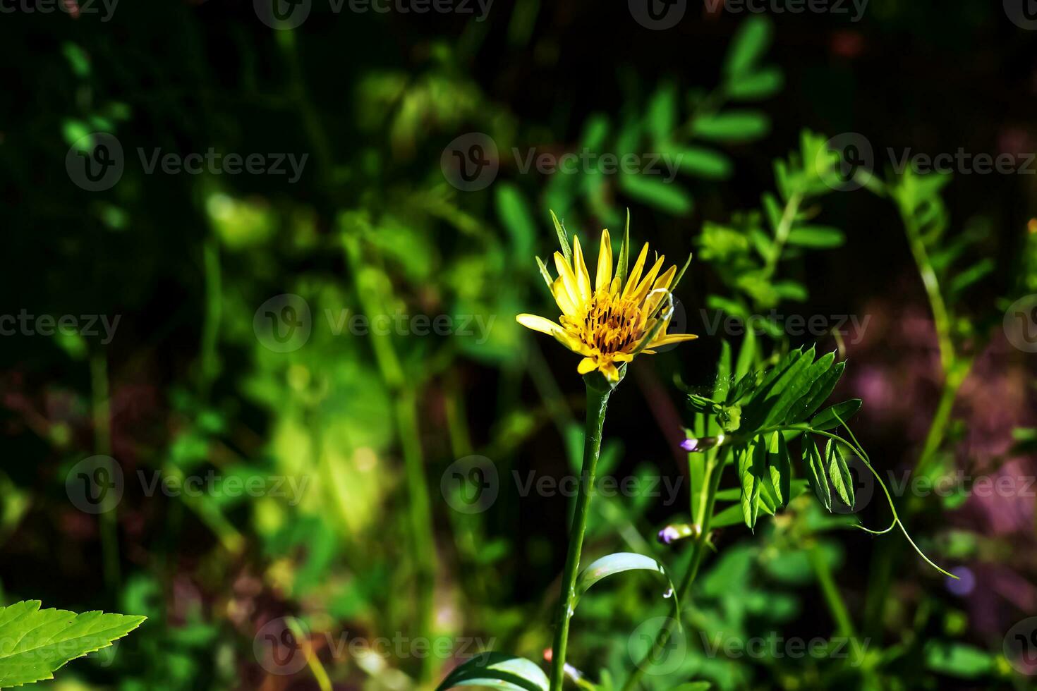 Blossoming Tragopogon pratensis. This is a biennial plant in the family Asteraceae photo