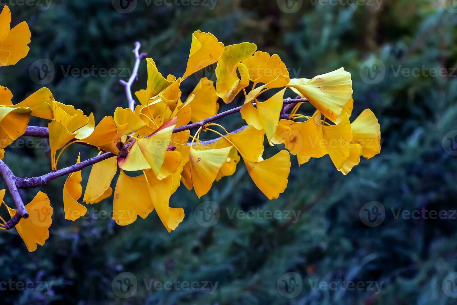 Ginkgo tree in autumn. Yellow leaves on tree branches against the sky. Change of season in nature photo