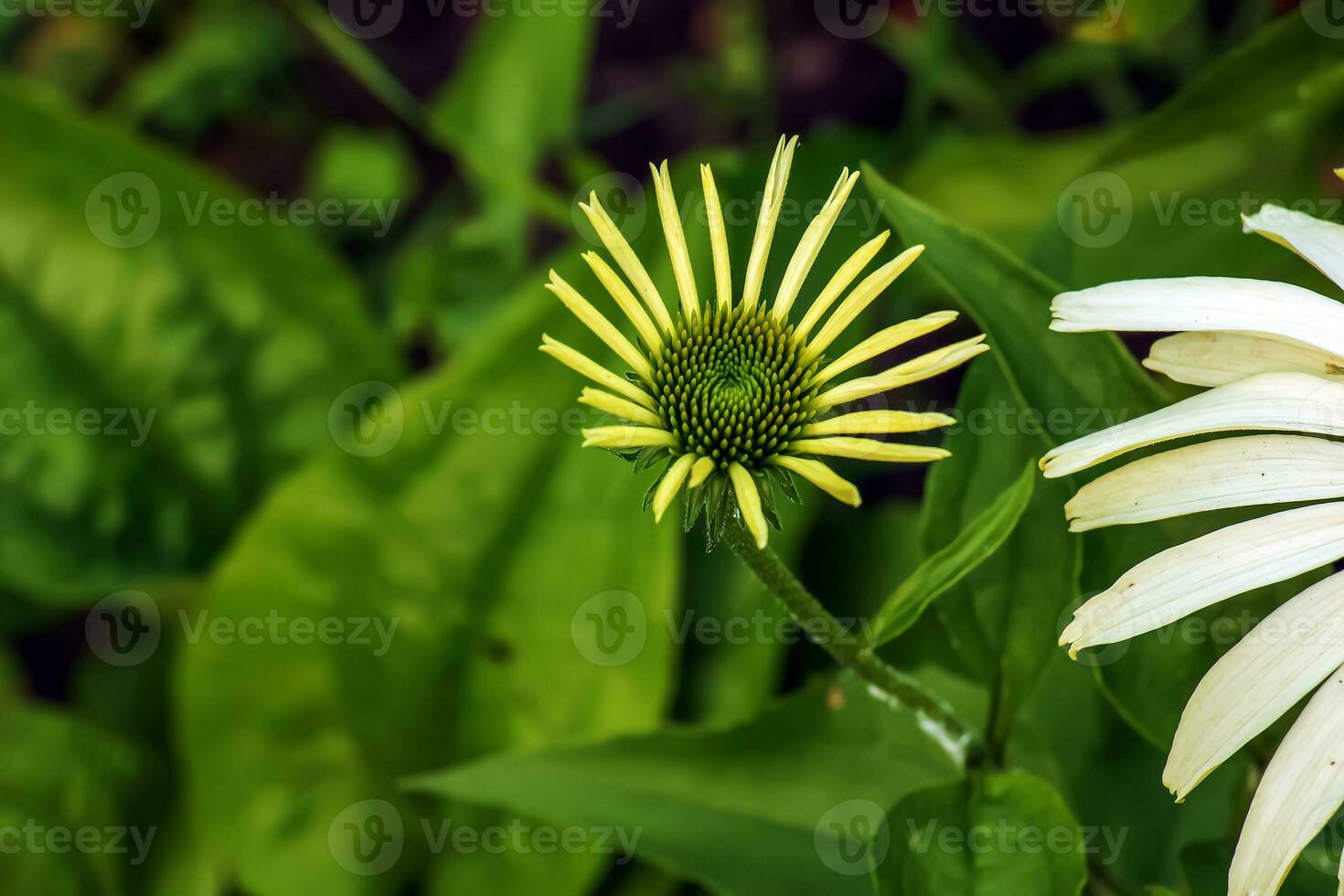 Echinacea purpurea. A classic North American prairie plant with showy large flowers. photo