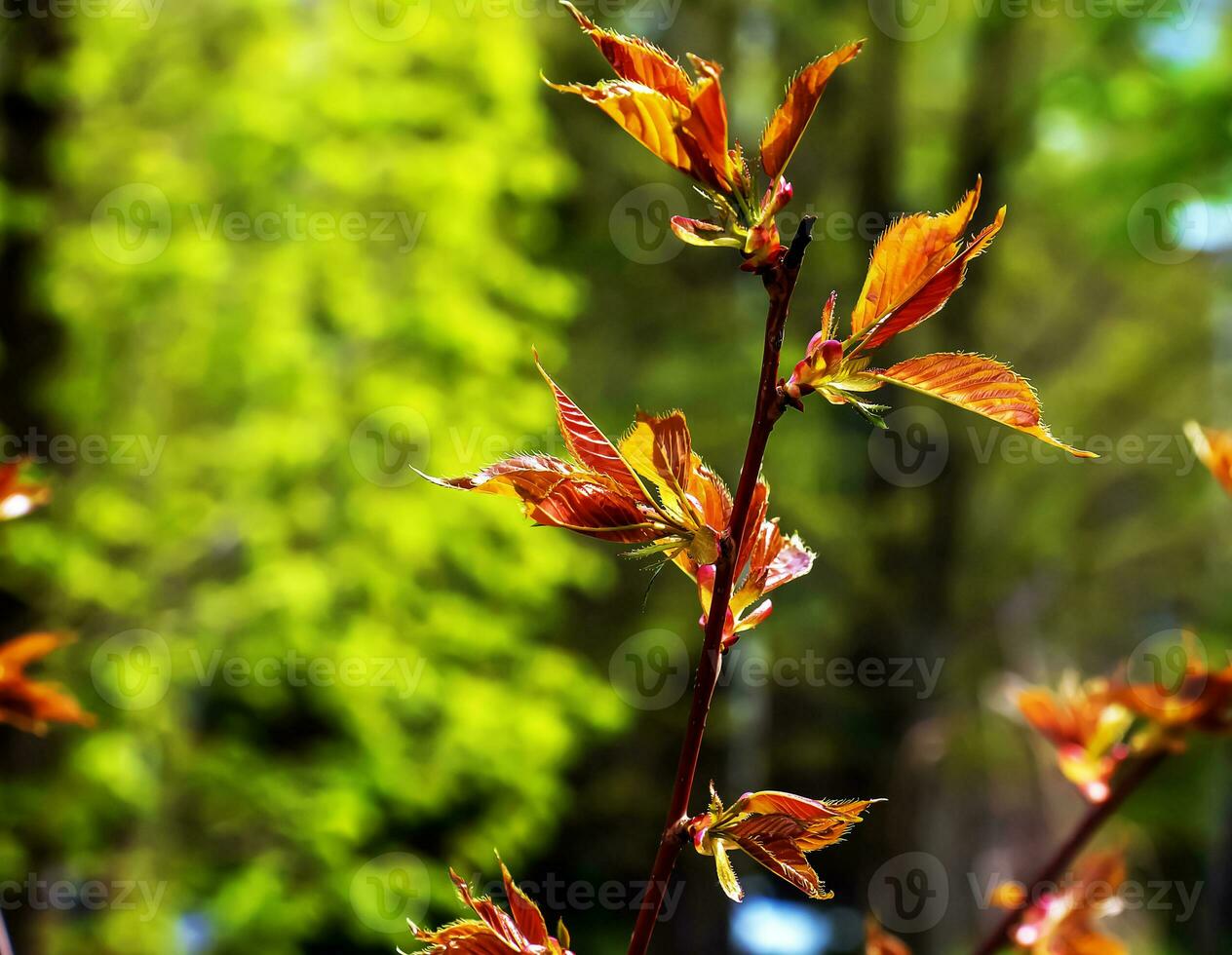 Sakura or Prunus serrulata in early spring. Young shoots and flowers. photo