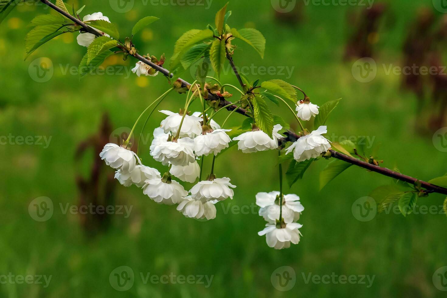 Sakura or Prunus serrulata in early spring. Young shoots and flowers. photo