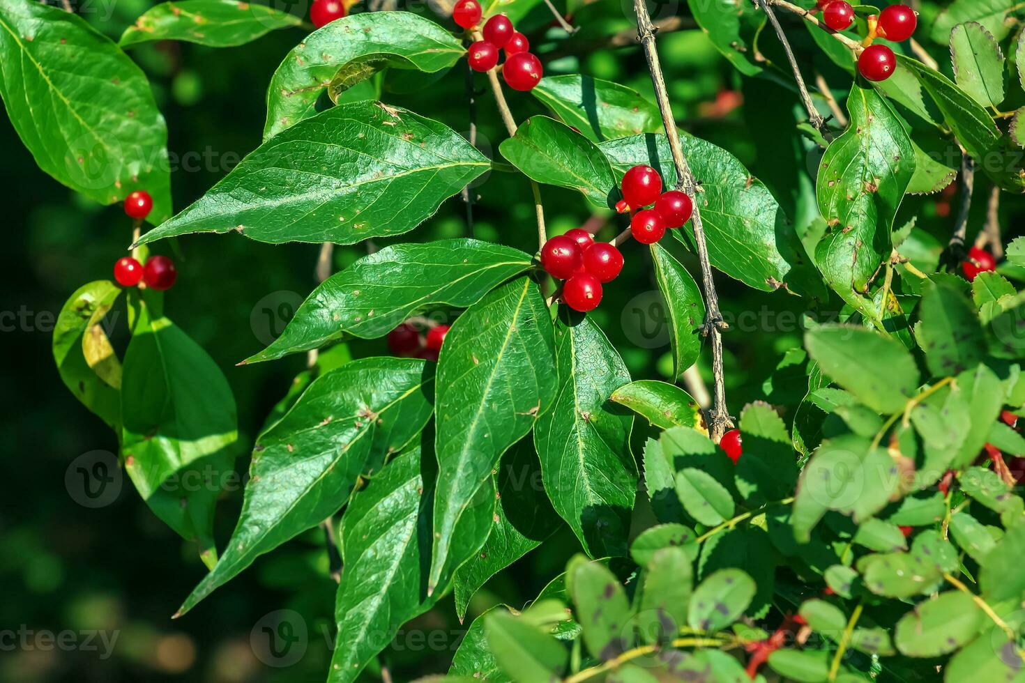 Amur honeysuckle or Lonicera maackii in October. The fruits are inedible. photo