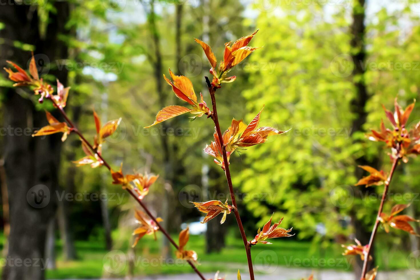 Sakura or Prunus serrulata in early spring. Young shoots and flowers. photo