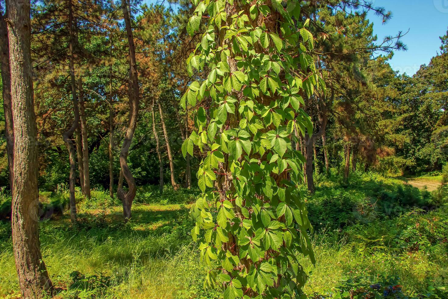 The trunk of a Scots pine tree is entwined with wild grapes. photo