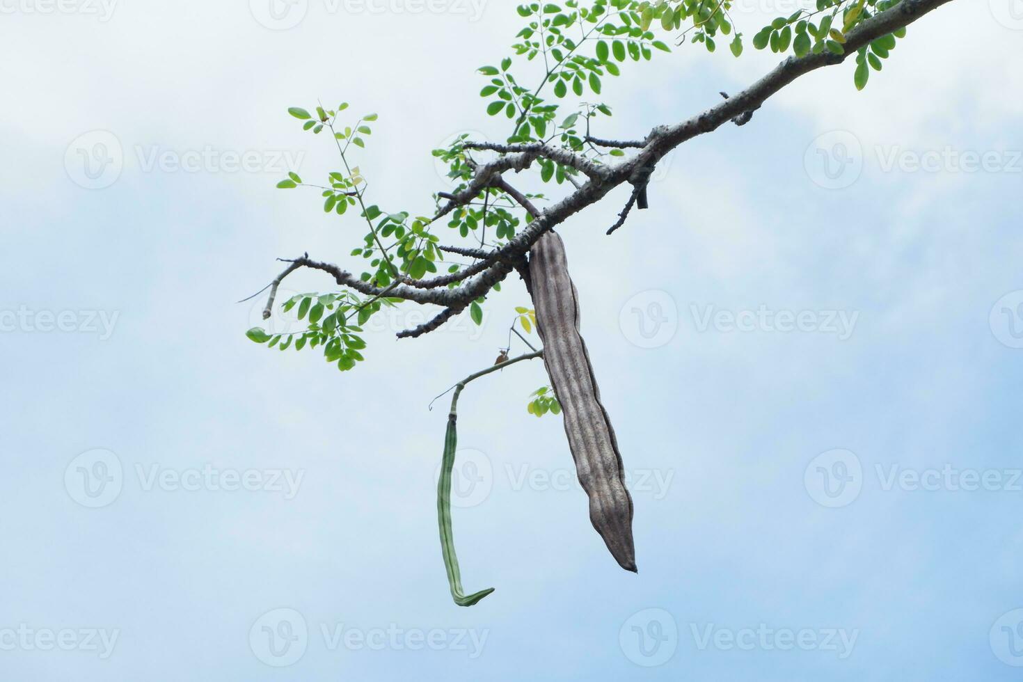 Selectively focus on the MORINGA OLEIFERA fruit hanging on the tree photo