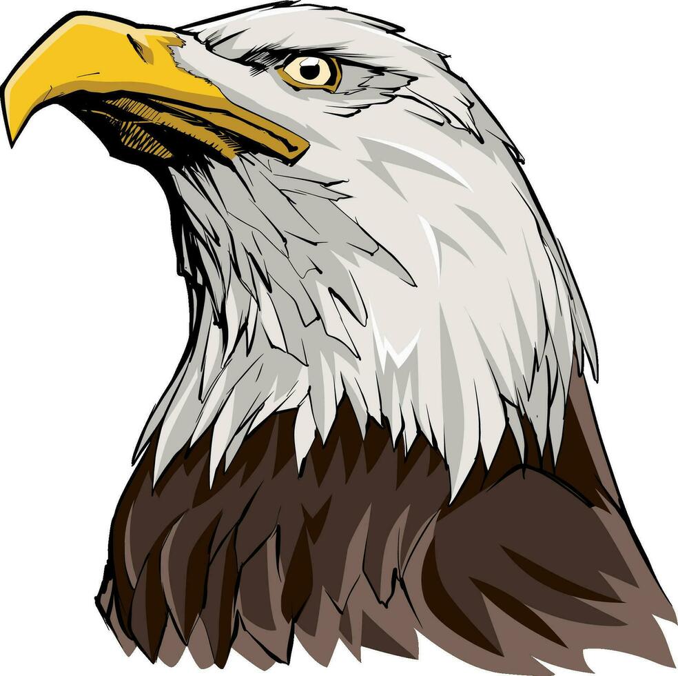 Bald Eagle on White vector