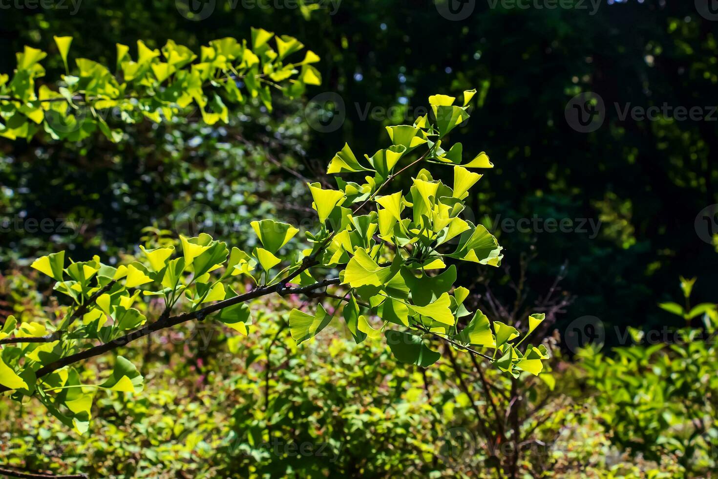 gingko árbol o gingko biloba o gingko con brillante verde nuevo hojas. foto