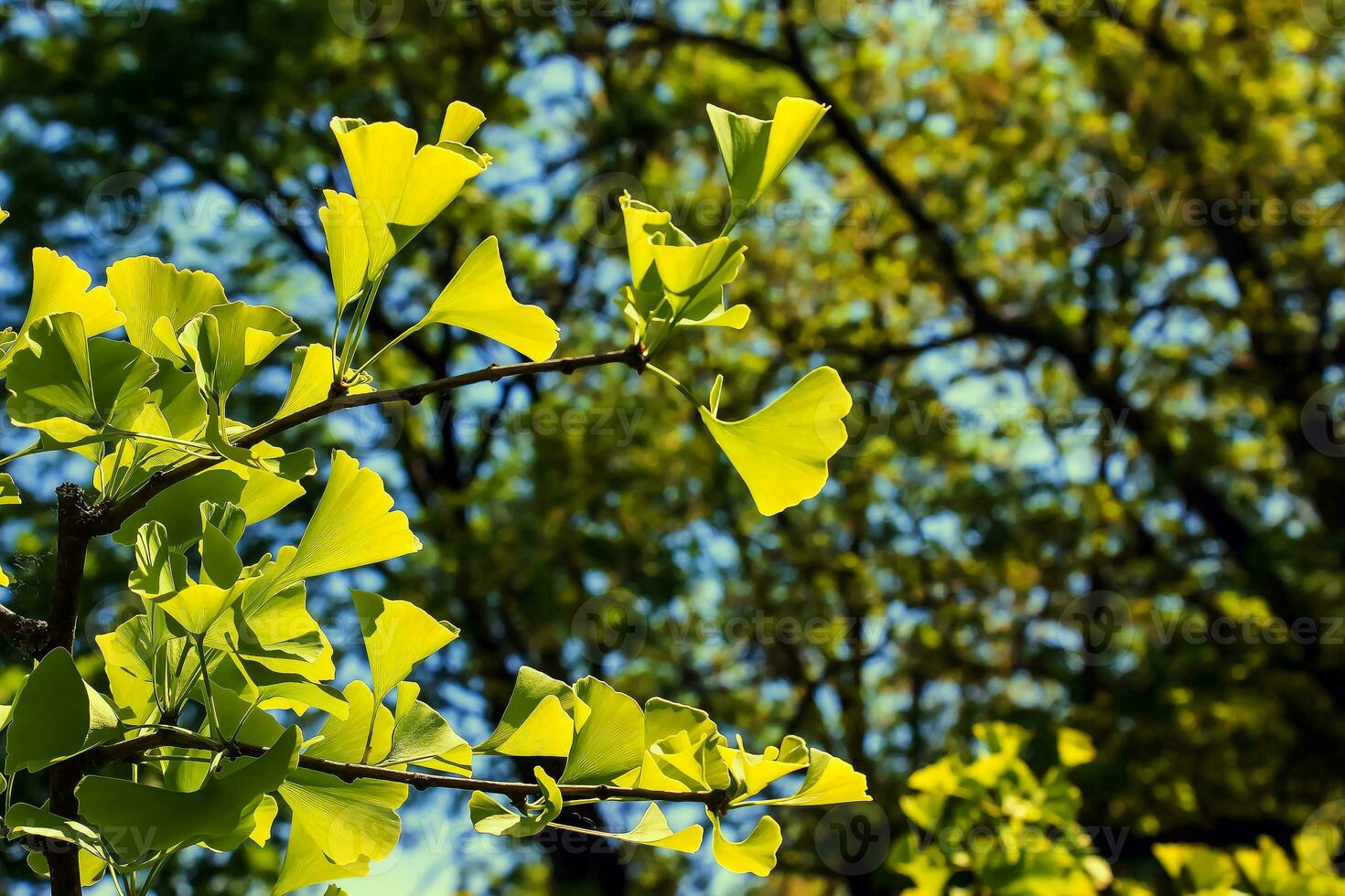 gingko árbol o gingko biloba o gingko con brillante verde nuevo hojas. foto