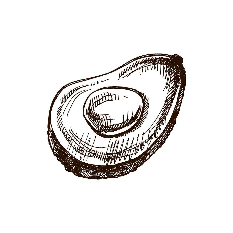 Hand-drawn avocado sketch. Vintage drawing of ripe avocado half. Vector black ink outline food sketch illustration. Mexican food, cuisine, Latin America. An illustration for the menu.