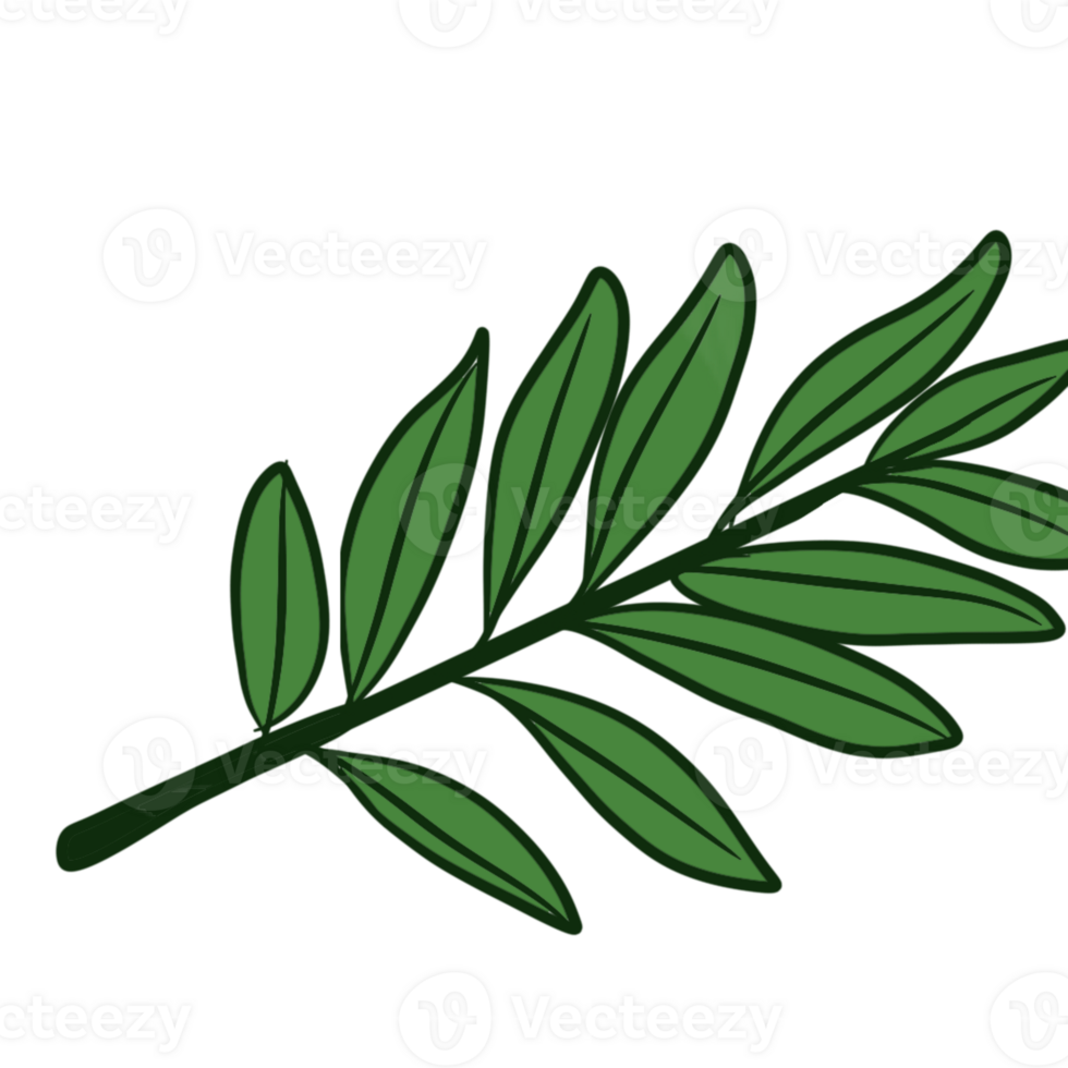 hand drawn leaf green fresh with format png