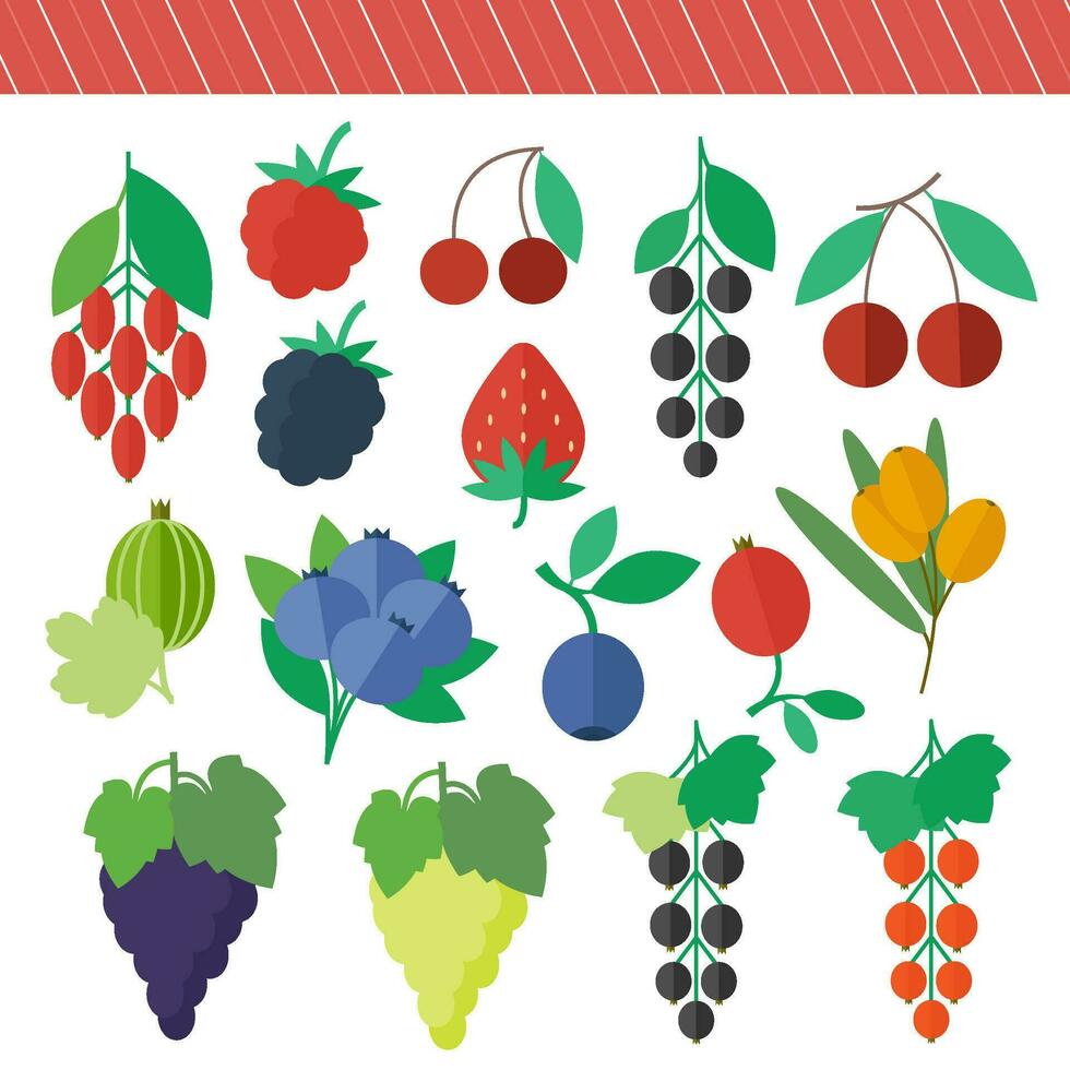 A set of colored illustrations of berries in a flat design vector