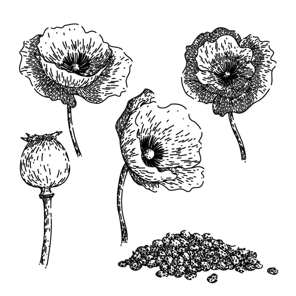 poppy set sketch hand drawn vector