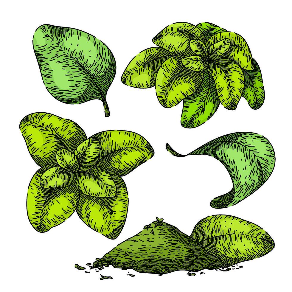 oregano set sketch hand drawn vector