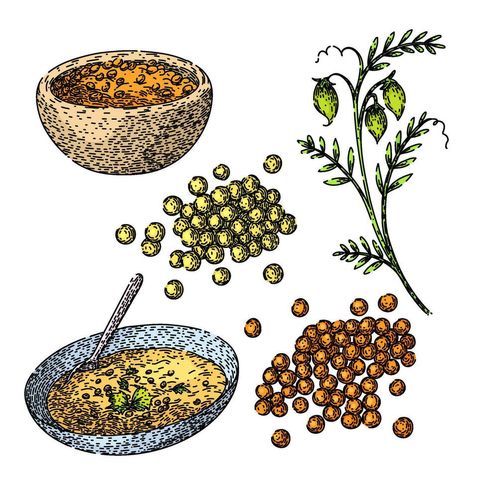 lentils set sketch hand drawn vector