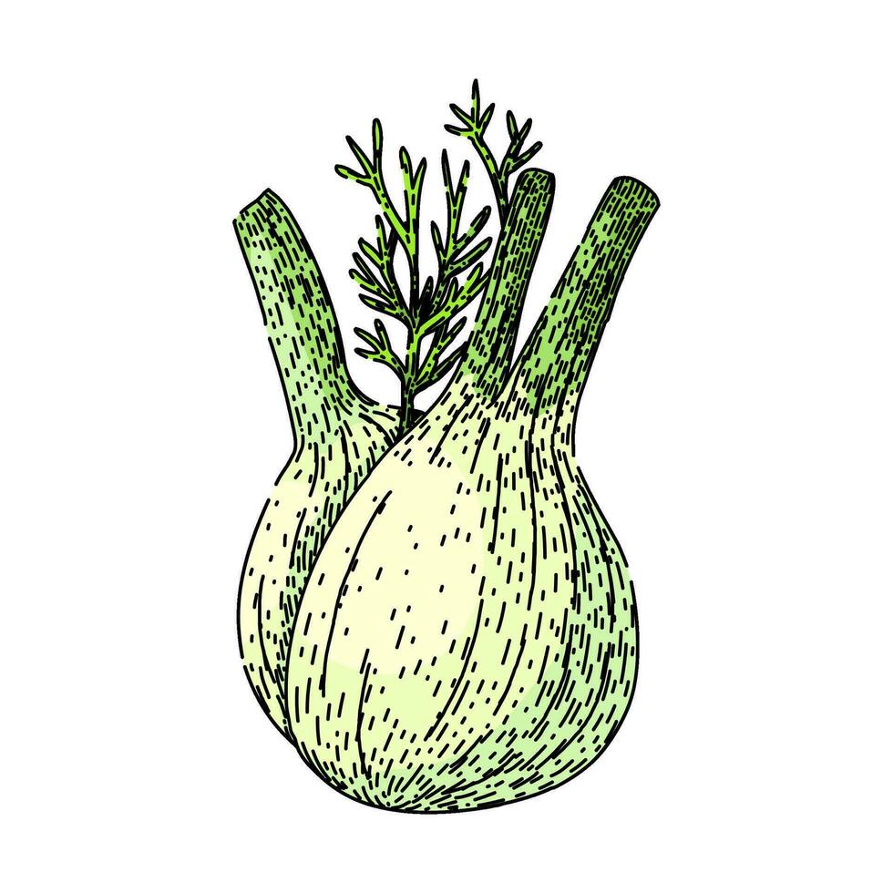 natural fennel sketch hand drawn vector