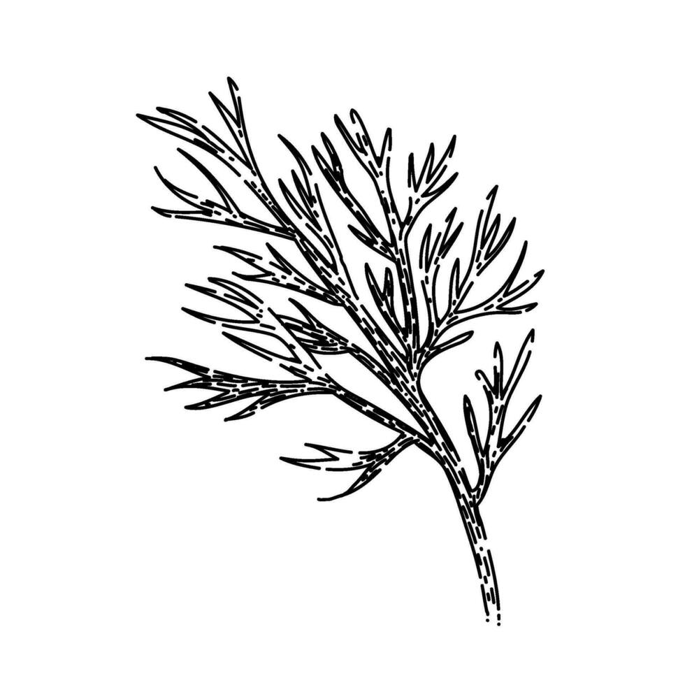 food fennel sketch hand drawn vector