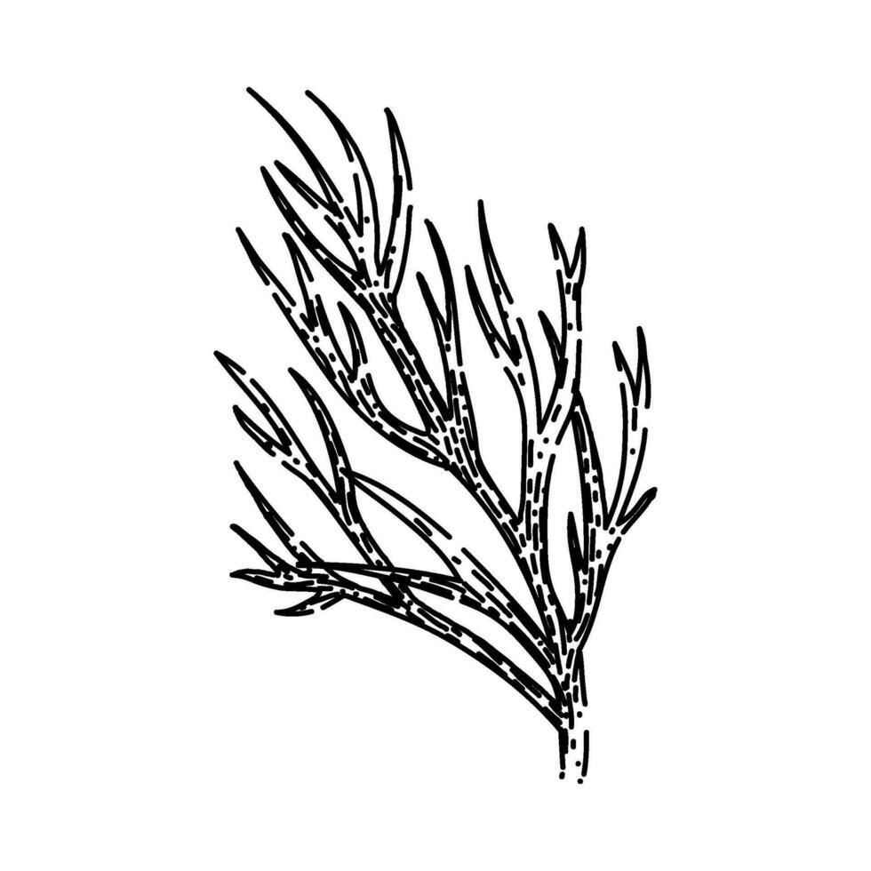 green dill sketch hand drawn vector