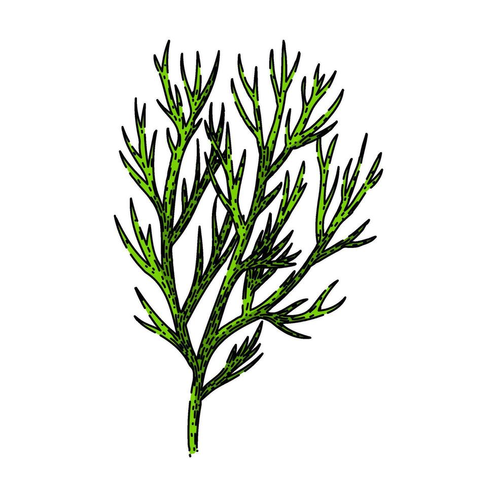 leaf dill sketch hand drawn vector