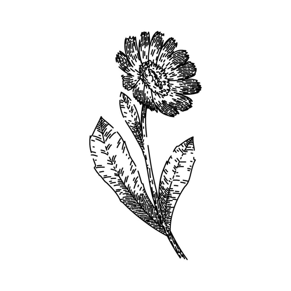 herb calendula sketch hand drawn vector