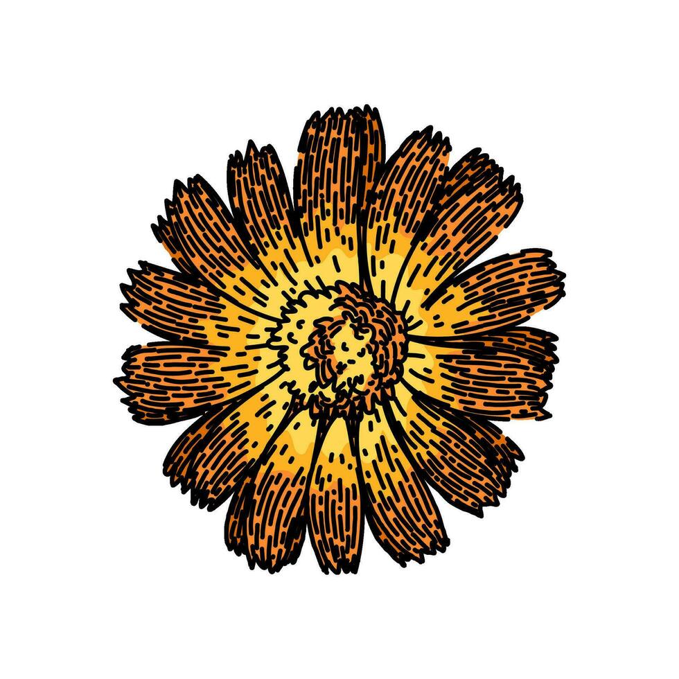 flor caléndula bosquejo mano dibujado vector