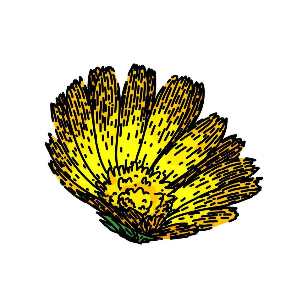 herbal calendula sketch hand drawn vector