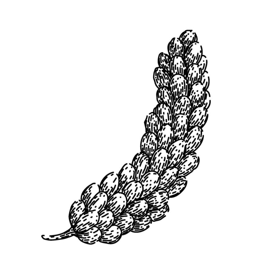 cereal millet sketch hand drawn vector