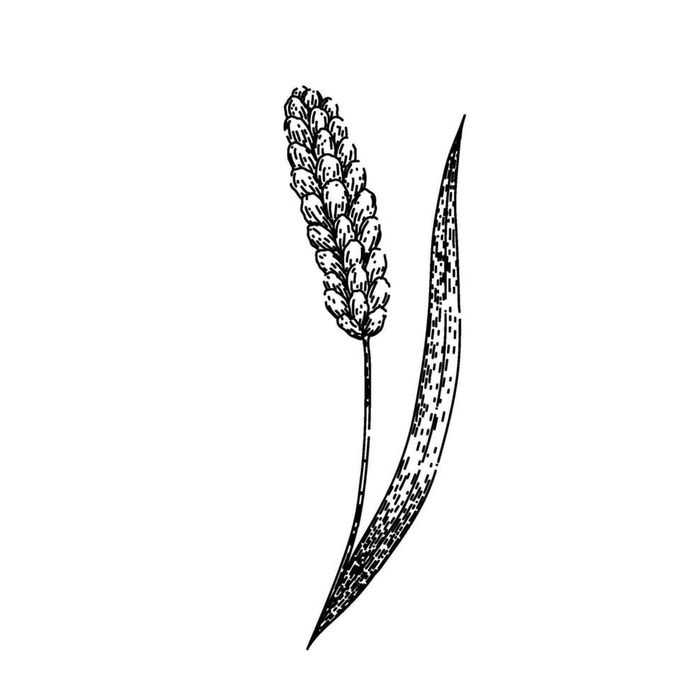 seed millet sketch hand drawn vector