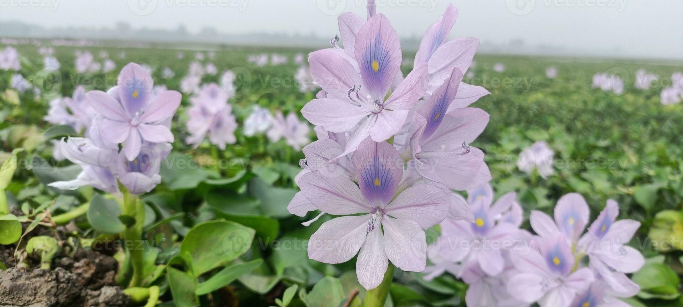 Common water hyacinth photo
