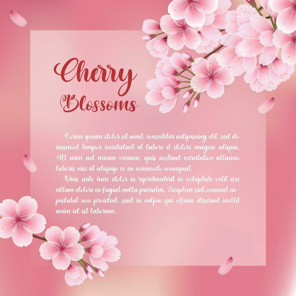 Square cherry blossom template, greeting card, background vector