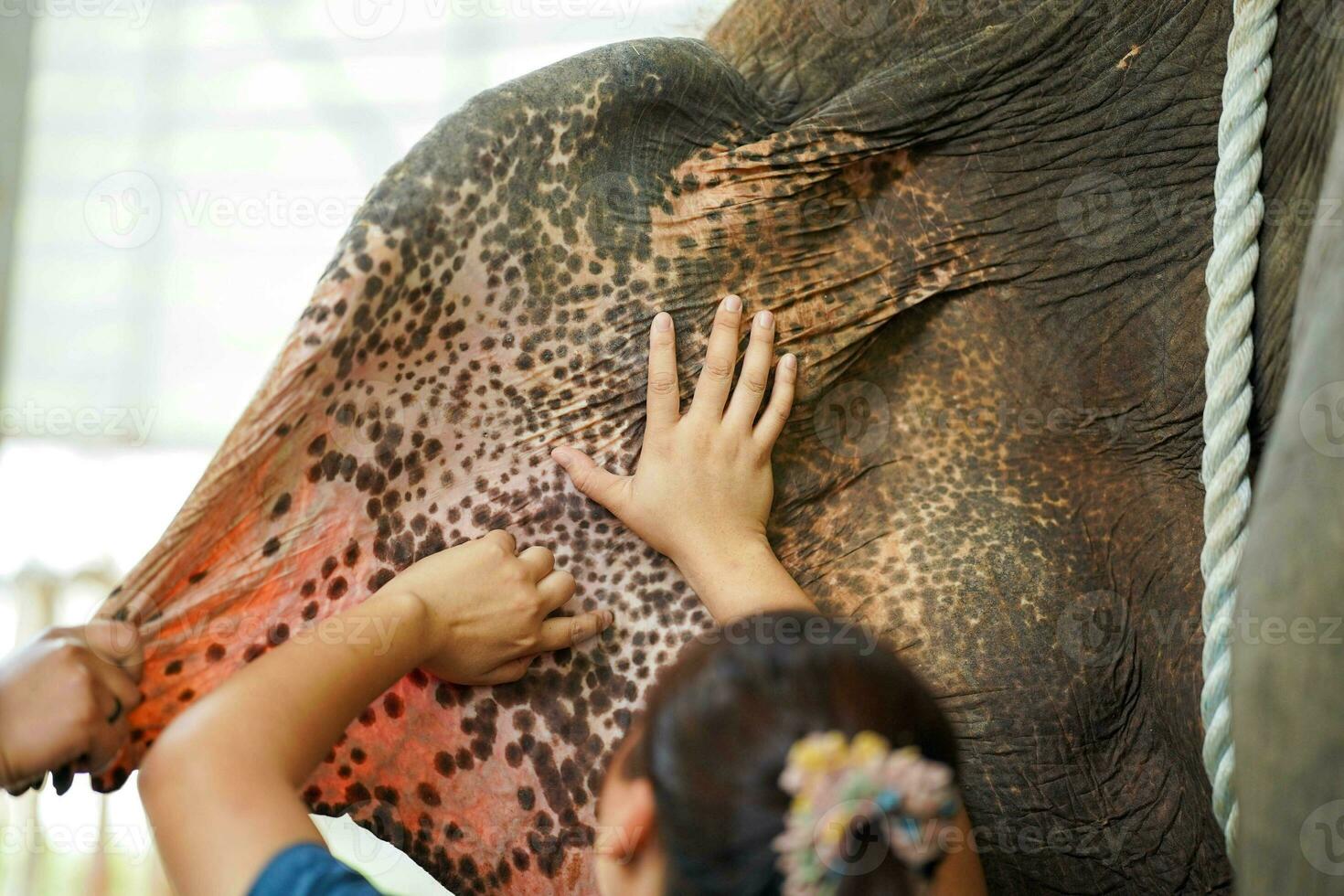 Closeup hands of veterinarian is feeling the area of an elephant's ear to find a blood vessel to insert a syringe to give saline to a sick elephant. photo