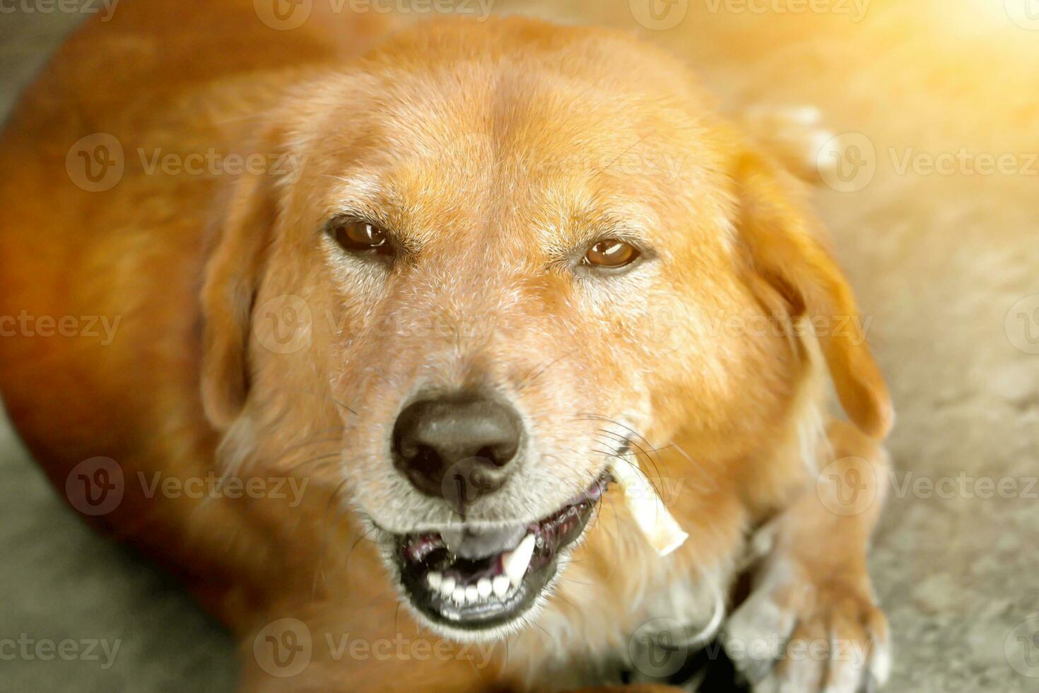 Close up face of a Labrador Retriever's dog broken tooth chewing snack gourmet with sun flare background. . photo