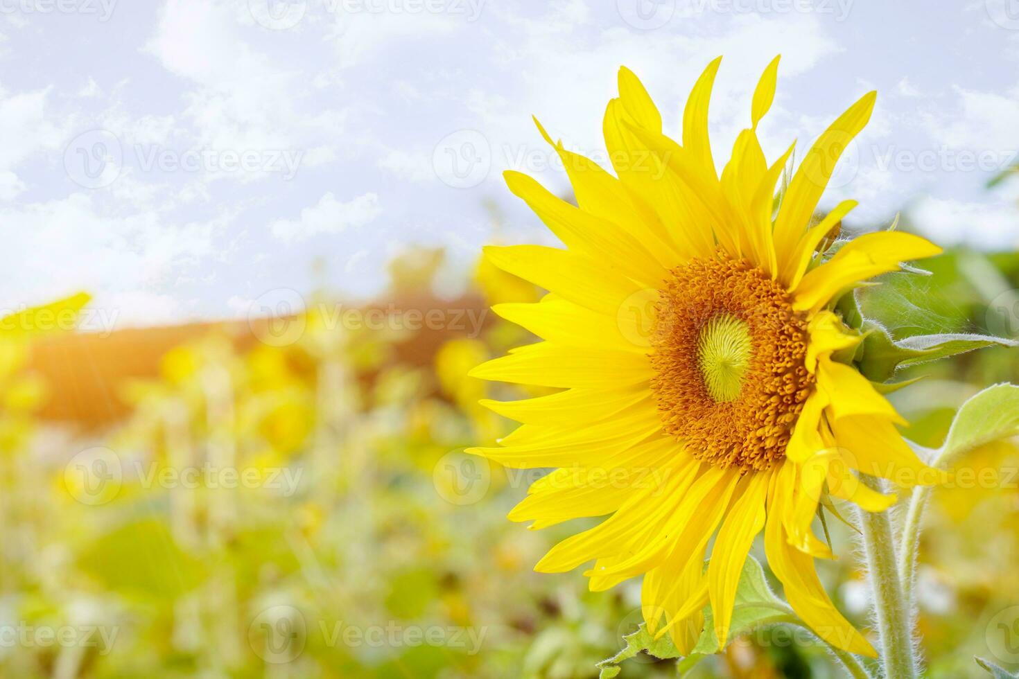 Closeup and side view of sunflower on blurry field flowers with sun flare and blue sky background. photo