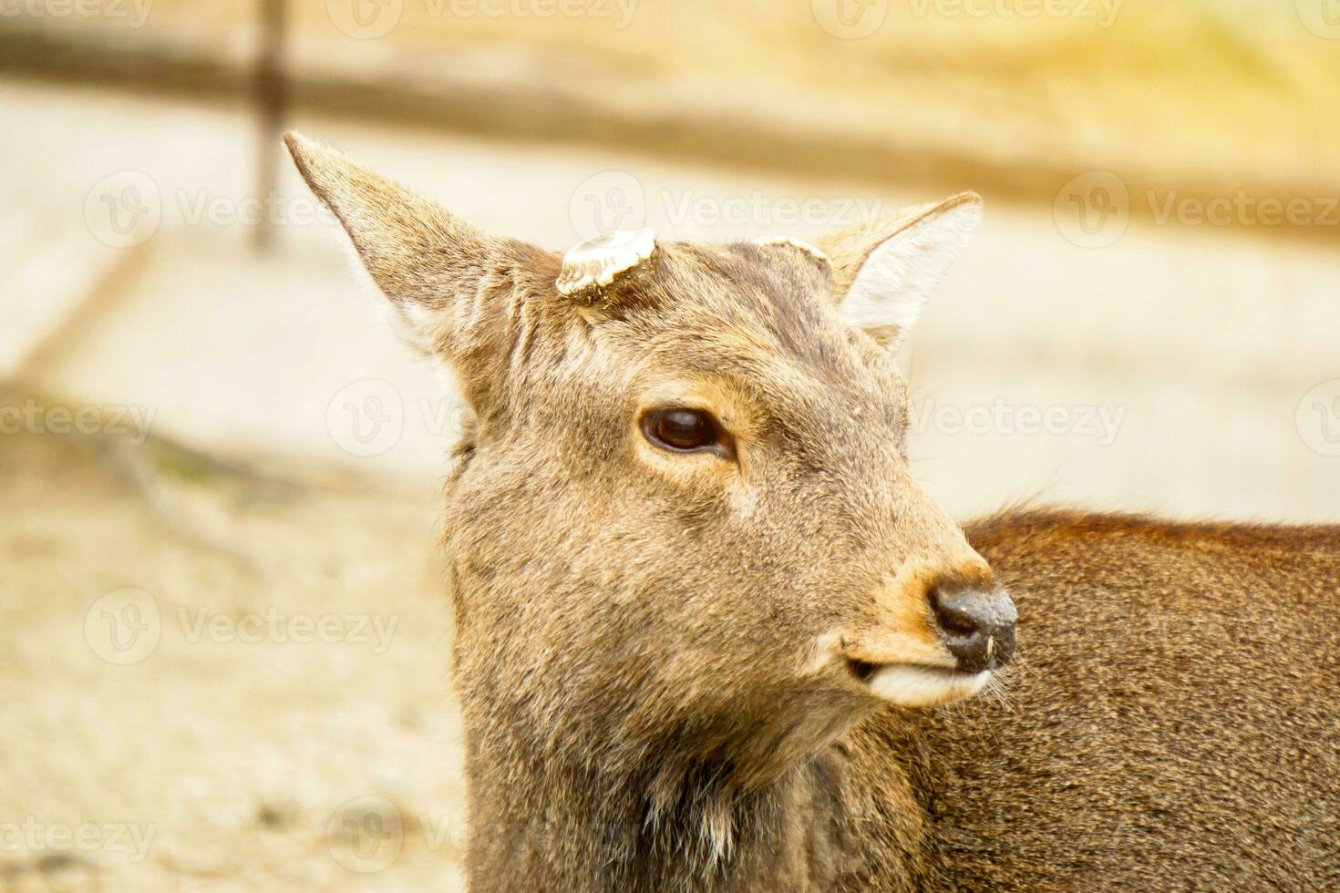 Closeup hart young deer without antler in Nara park area with sun flare background. photo