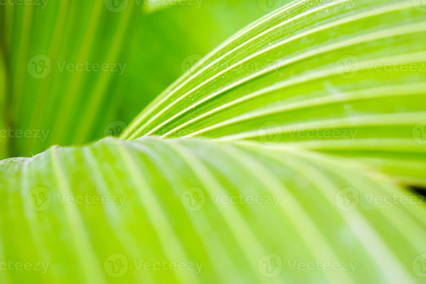 Closeup and crop of green palm leaf  texture and background. photo