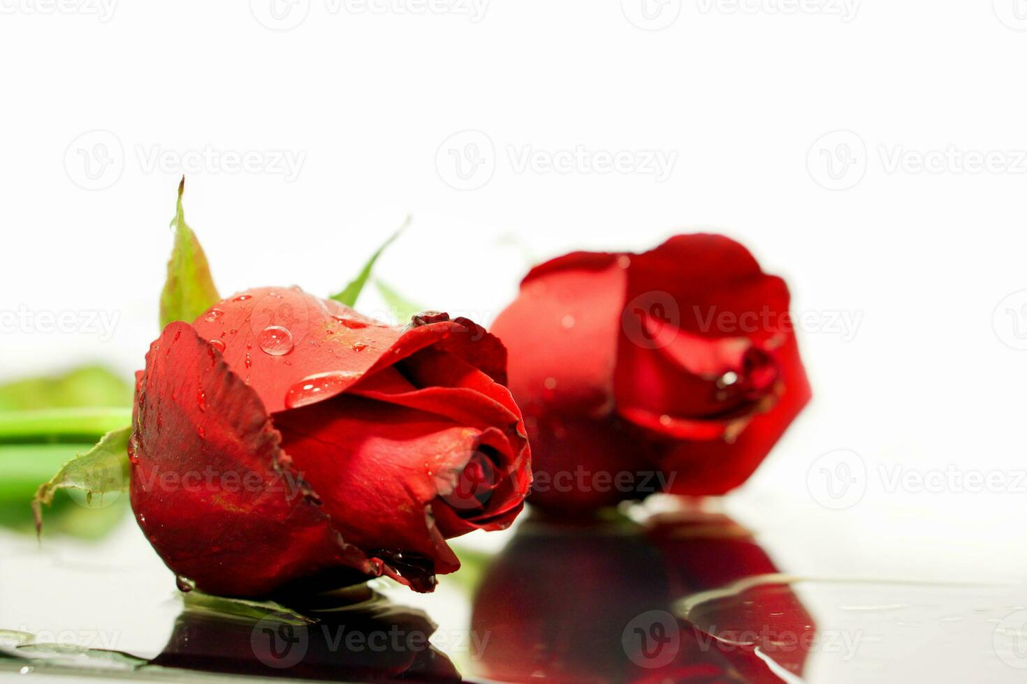 Closeup small and young British roses with dew drops on water reflection and white background. photo