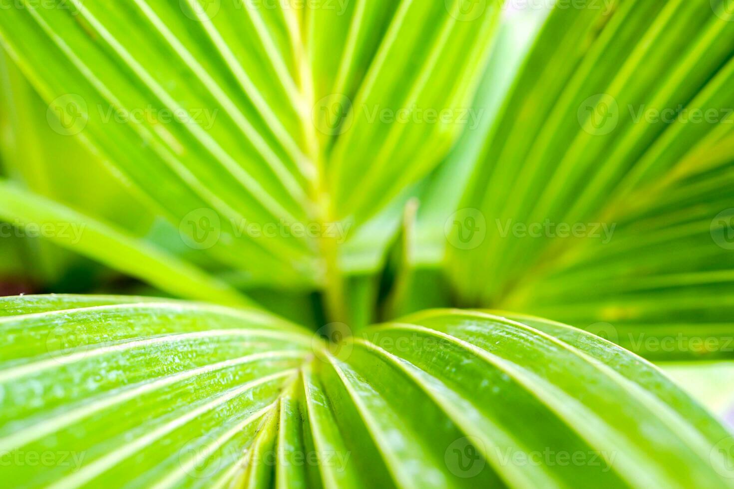 Top view, closeup and crop of green palm leaf  texture and background. photo