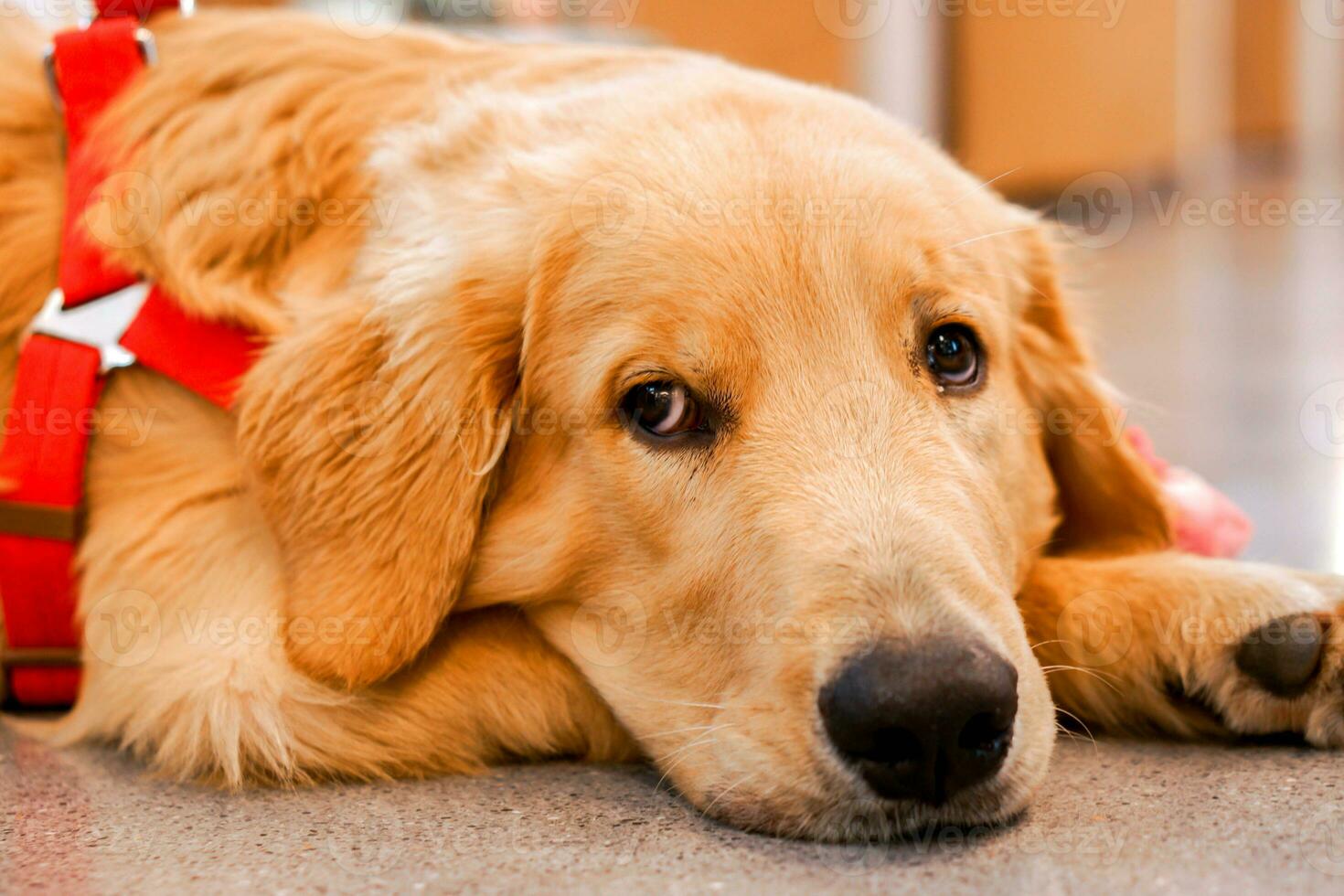 Closeup face of adorable golden retriever lying on the floor in the house. photo