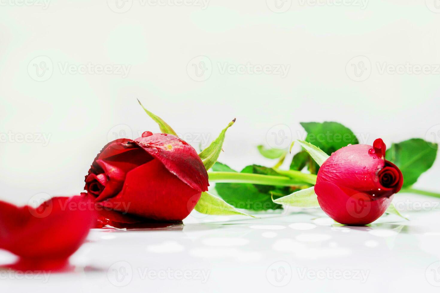 Blurry red petals and closeup small and young British roses with dew drops on lights gray background. photo
