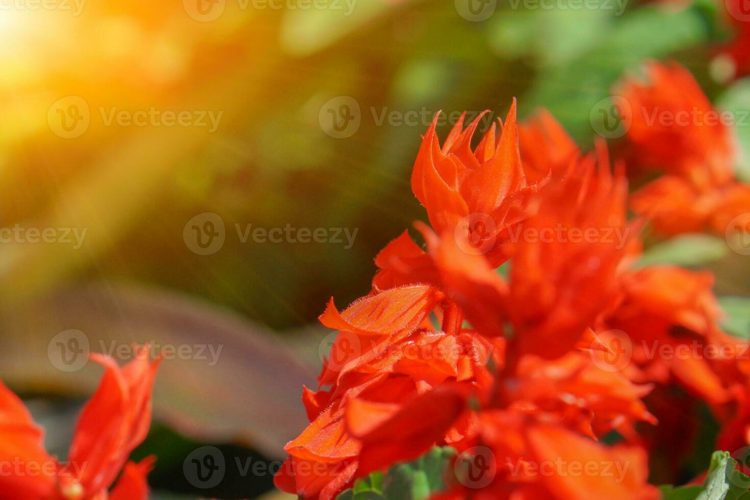 Fresh Rosella in the garden with sun flare on blurry green leaves background . photo