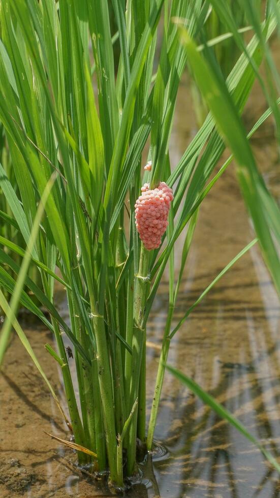 Rice snail eggs attached to the stem are pink photo